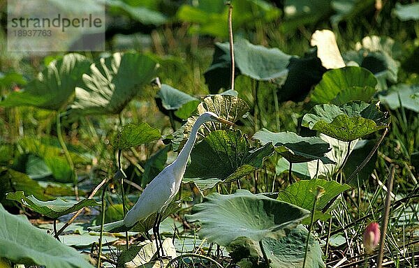 Zwischenreiher  egretta intermedia  Erwachsener im Sumpf stehend  Kenia  Afrika