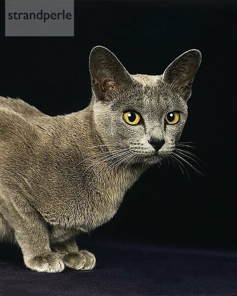 BLAUE BURMESISCHE HAUSKATZE  PORTRAIT EINES ERWACHSENEN