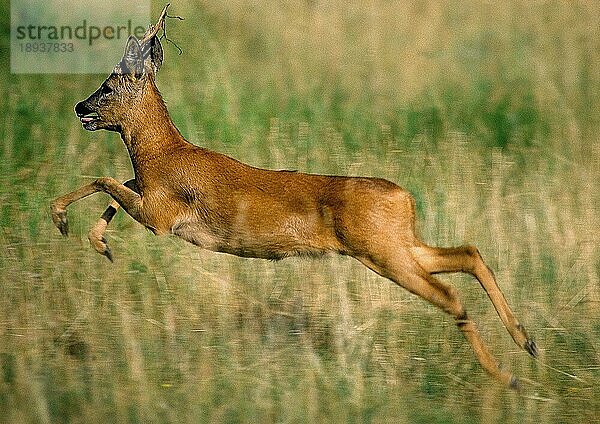 Reh (capreolus capreolus)  ERWACHSENER SPRINGT DURCH LANGES GRAS