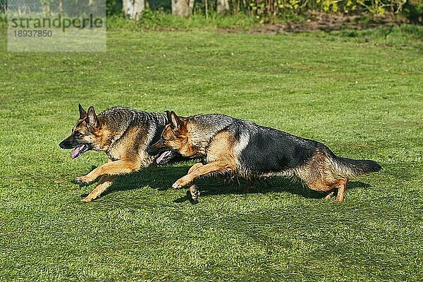 Deutscher Schäferhund  Erwachsene laufen auf Rasen