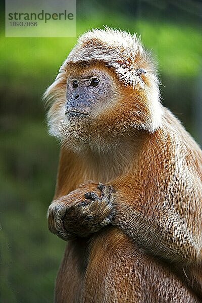 Javalangur oder Javalutung (trachypithecus auratus)  Erwachsener