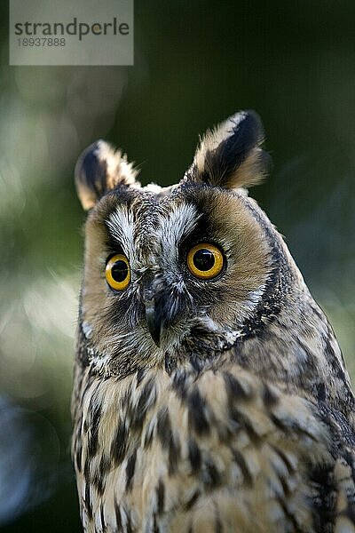 Waldohreule (asio otus)  PORTRAIT EINES ERWACHSENEN  NORMANDY