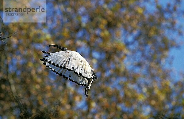 Heiliger Ibis  threskiornis aethiopica  Erwachsener im Flug  Kenia  Afrika