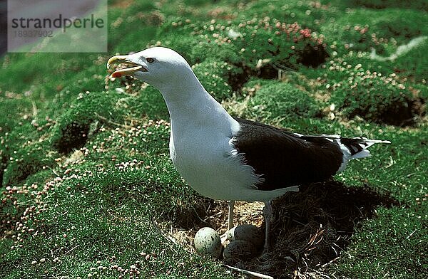 Mantelmöwe (larus marinus)  ERWACHSENER AUF NEST MIT EIERN  BRITTANIEN