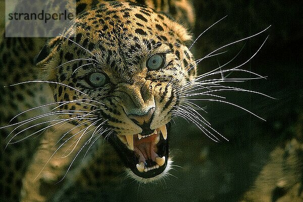 Leopard (panthera pardus)  Porträt eines Erwachsenen knurrend