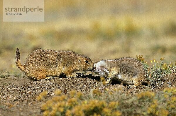 Schwarzschwanz-Präriehund (cynomys ludovicianus)  erwachsene Tiere riechen sich gegenseitig