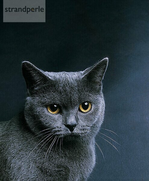 Chartreux-Hauskatze  Porträt eines Erwachsenen