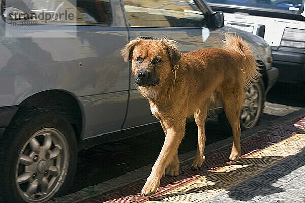 Straßenhund auf Straße  Otavalo  Provinz Imbabura  Ekuador