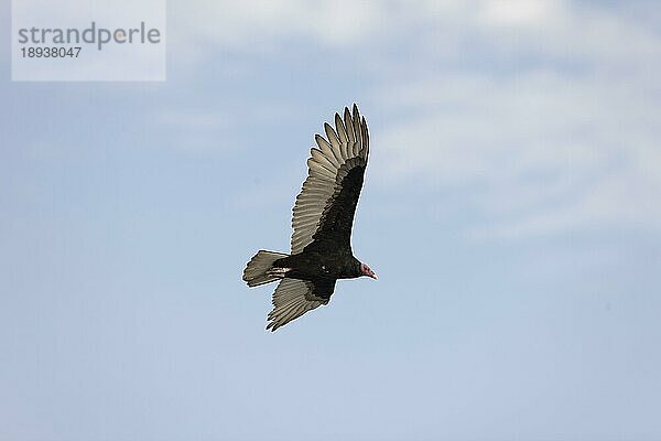 Truthahngeier (cathartes aura)  Erwachsener im Flug  Paracas National Park in Peru