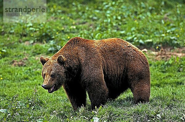 BRAUNBÄR (ursus arctos)  ERWACHSENER IM GRAS STEHEND