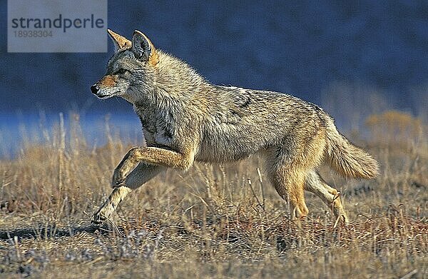 Kojote (canis latrans)  Erwachsener läuft  Montana