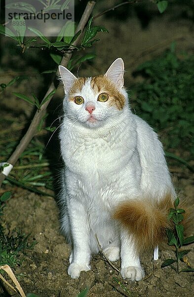 Türkisch Van Hauskatze  Erwachsene sitzend