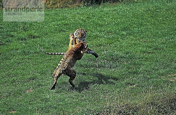 Bengalischer Tiger (panthera tigris tigris)  erwachsene Kämpfer