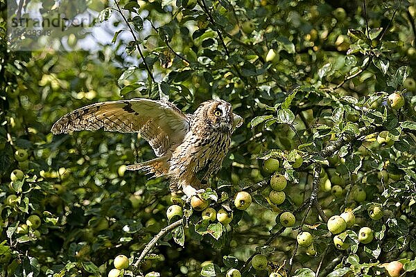 Waldohreule (asio otus)  ERWACHSENER  der vom Apfelbaum abfliegt  NORMANDY