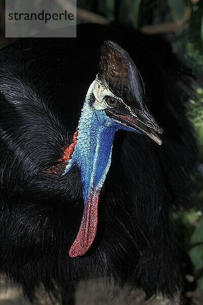 Südkasuar (casuarius casuarius) oder Doppelklappenkasuar  erwachsen