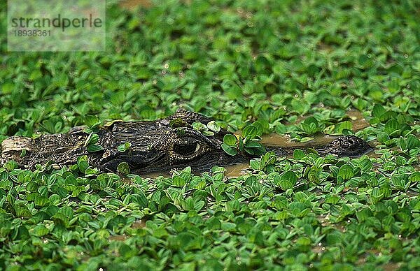 Breitnasiger Kaiman (caiman latirostris)  Erwachsener im Sumpf  Pantanl in Brasilien