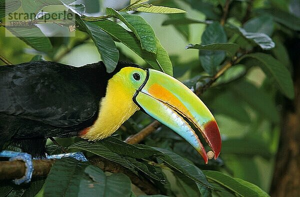 Kiefernschnabeltukan (ramphastos sulfuratus)  Erwachsener frisst Samen  Costa Rica  Mittelamerika