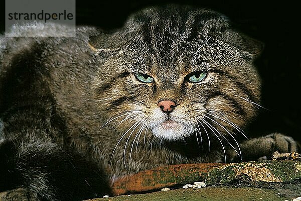 Europäische Wildkatze (felis silvestris)  Porträt eines Erwachsenen