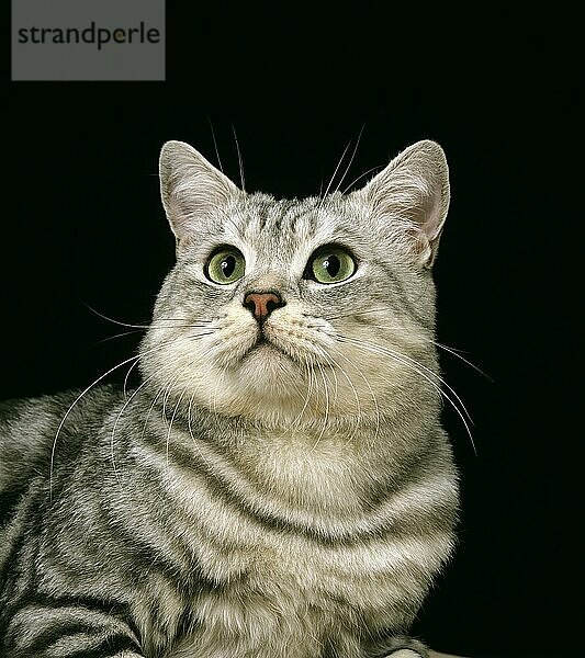 Silber Tabby Hauskatze gegen schwarzen Hintergrund