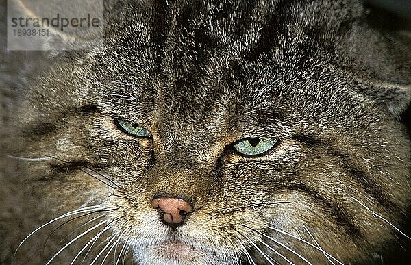 Europäische Wildkatze (felis silvestris)  Porträt eines Erwachsenen