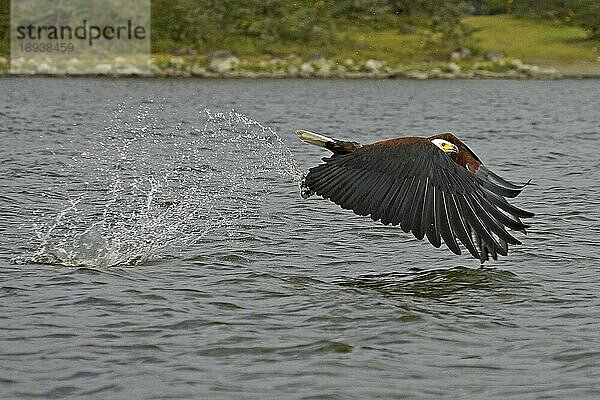 AFRIKANISCHER FISCHAISER (haliaeetus vocifer)  ERWACHSENER IM FLUG beim FISCHEN  BARINGO-SEE IN KENIA