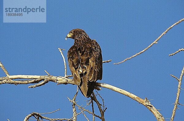 Schelladler (aquila clanga)  ERWACHSENER AUF DEM BRANSCH VOR DEM BLAUEN HIMMEL