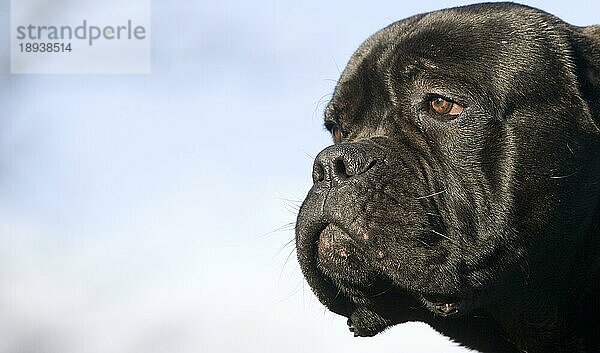 CANE CORSO  EINE HUNDERASSE AUS ITALIEN  KOPF NAHAUFNAHME EINES ERWACHSENEN