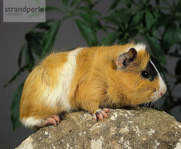 MeerRosetten-Meerschweinchen (cavia porcellus)  erwachsen  stehend auf Felsen