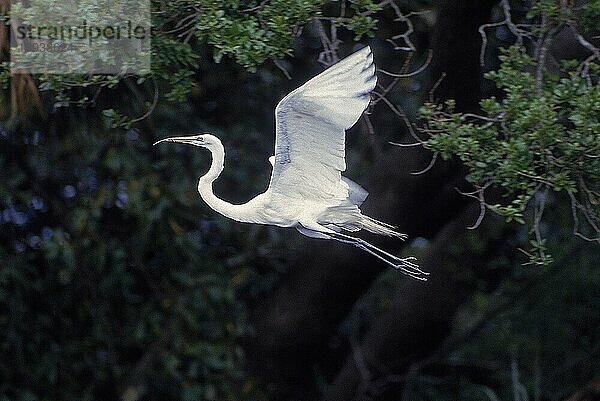 Silberreiher (casmerodius albus)  ERWACHSENE IM FLUG  FLORIDA