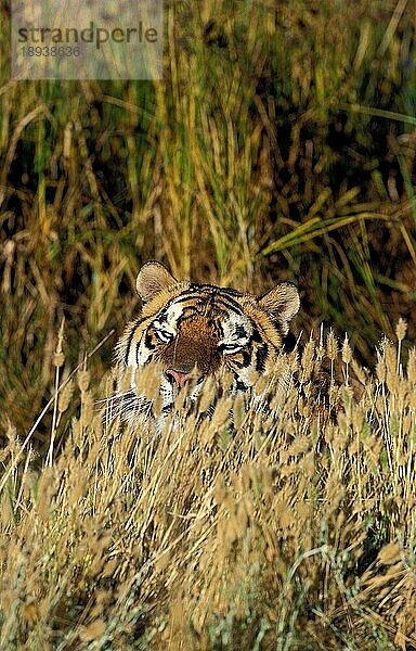 Königstiger (panthera tigris tigris)  ERWACHSENER IM LANGEN GRAS VERKLEIDET