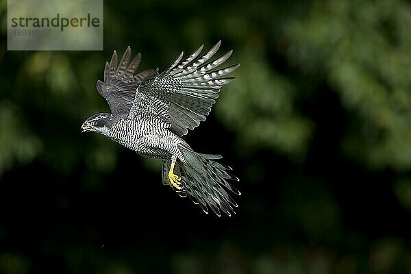 GOSHAWK (accipiter gentilis)  ERWACHSENE IM FLUG  NORMANDY IN Frankreich