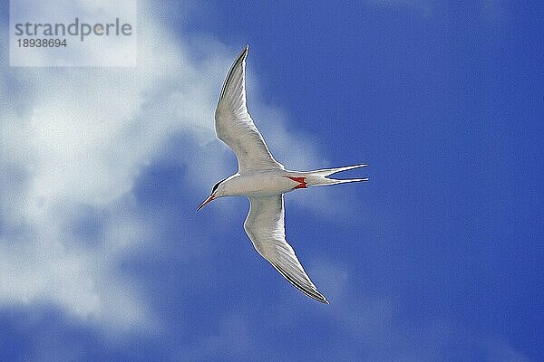 ARKTSCHWANNE (sterna paradisaea)  ERWACHSENER IM FLUG  AUSTRALIEN