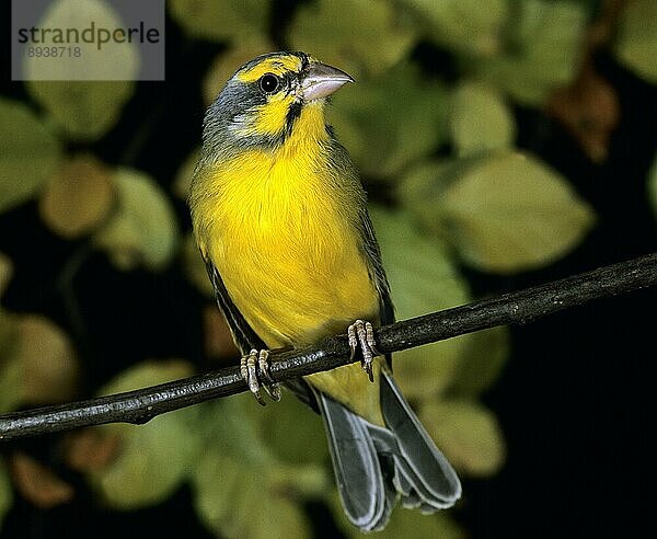 Gelbstirnkanarienvogel (serinus mozambicus)  Erwachsener auf Ast