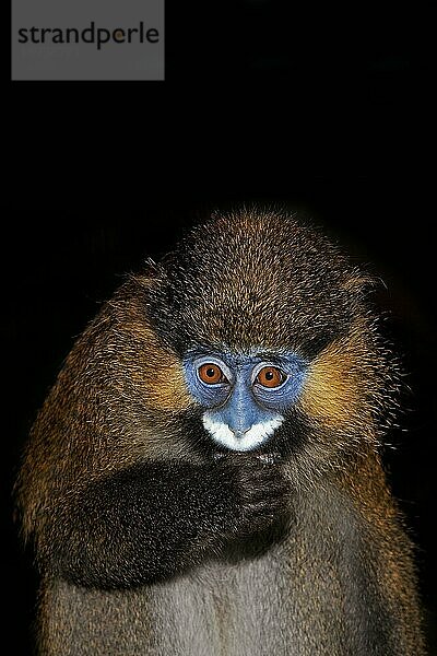 Blaumaulmeerkatze (cercopithecus cephus) oder Nasenaffen beim Fressen vor schwarzem Hintergrund