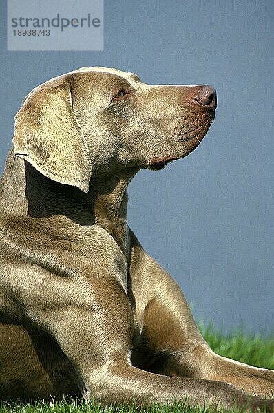 Weimaraner Vorstehhund  Erwachsener liegend auf Gras