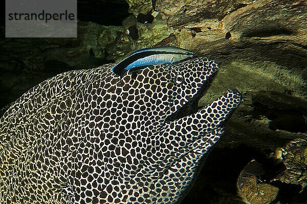 Wabenmuräne (Gymnothorax favagineus)  Erwachsener mit einem Blaustreifen-Putzerfisch  labroides dimidiatus  Südafrika