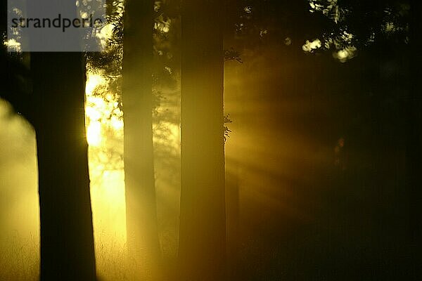 Bäume  Wald  Lichtstimmung  Deutschland  Schwarzwald  Schwarzwald  Deutschland  Europa