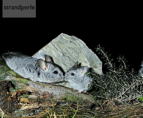 (CHINCHILLA chinchilla) laniger  ERWACHSENER MIT JUGENDLICHEN