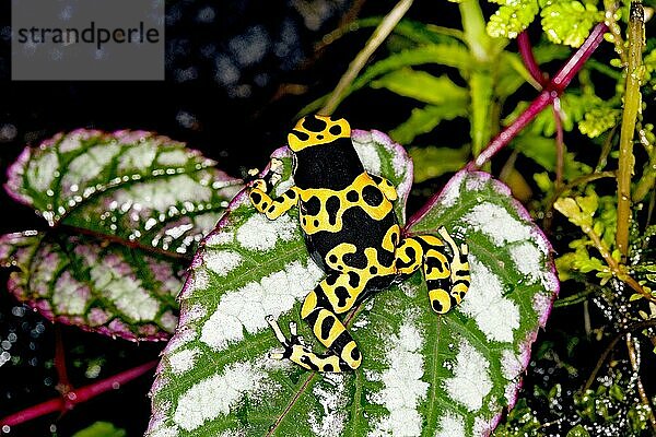 GELBGEBUNDENER Gelbgebänderter Baumsteiger (dendrobates leucomelas)  ERWACHSENER