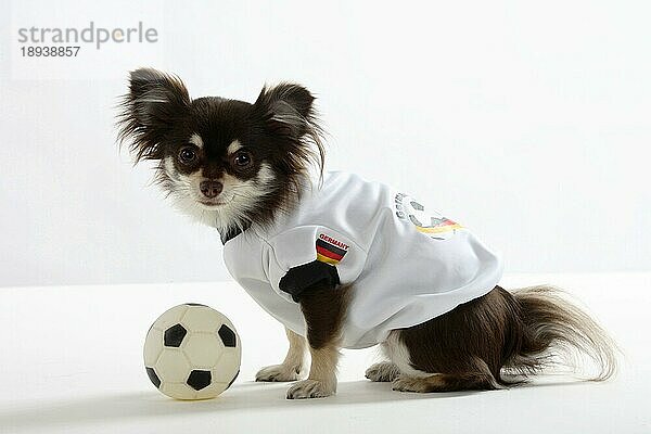 Chihuahua  langhaarig  mit Fußball  Deutsches Fußballtrikot  Hundebekleidung  seitlich