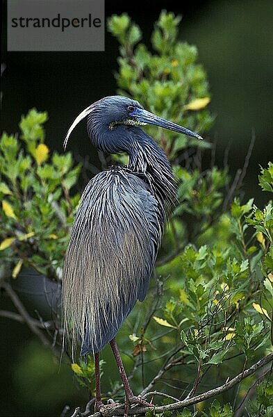 DREIFARBENREIHER  ERWACHSEN  AUF AST STEHEND  FLORIDA