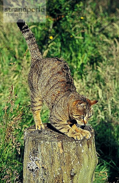 Braun gestromte Hauskatze beim Schärfen der Krallen auf einem Ast