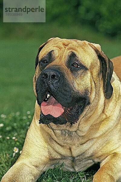 Mastiff Hund  Portrait eines Erwachsenen