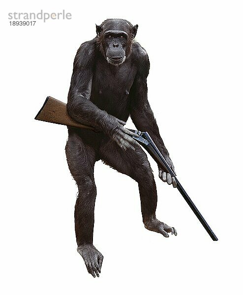 Schimpanse (pan troglodytes)  Affe mit Gewehr gegen weißen Hintergrund  Digital composite