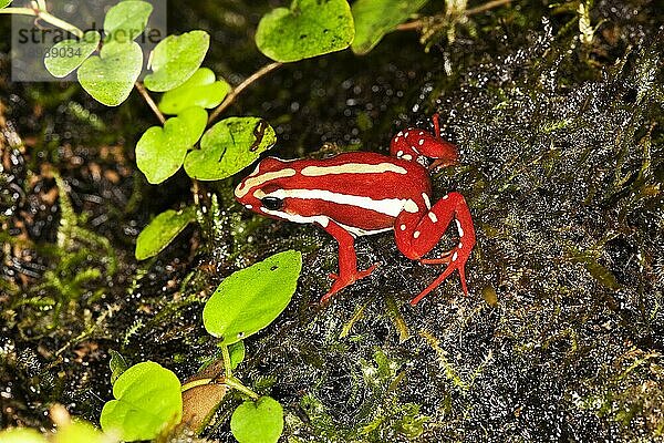 Dreistreifen-Baumsteiger (epipedobates tricolor)  ERWACHSENER