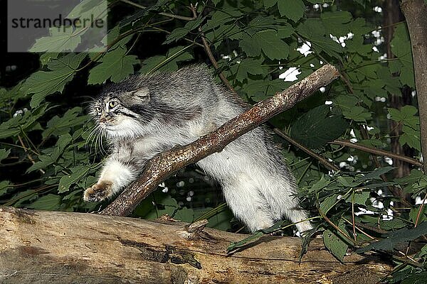 MANUL- ODER Manul (otocolobus manul)  ERWACHSENER AUF DEM BRANSCH STEHend