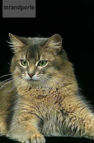 BLAUE SOMALISCHE KATZE  ERWACHSEN VOR SCHWARZEM HINTERGRUND