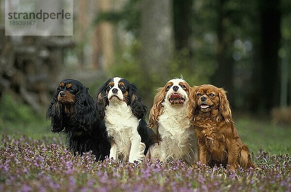 Cavalier King Charles Spaniel  Erwachsener stehend auf Blumen