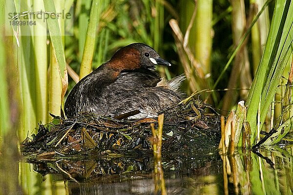 Zwergtaucher (tachybaptus ruficollis)  ERWACHSENER AUF NEST  TEICH IN NORMANDY