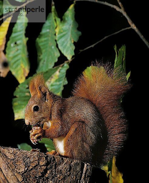 Europäisches Eichhörnchen (sciurus vulgaris)  ERWACHSENER beim Fressen von Kastanien  Frankreich  Europa